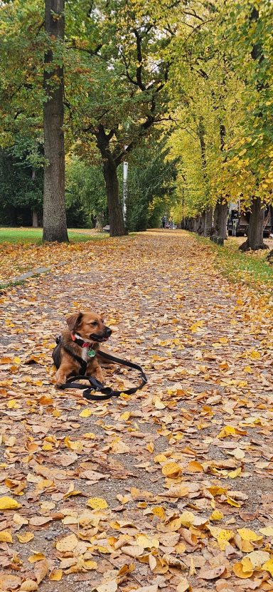 Bilder (Ausschnitte) aus verschiedenen Trainingssituationen, Hundetraining