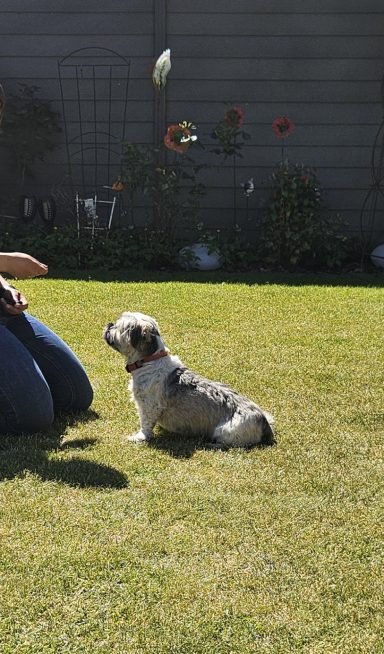 Bilder (Ausschnitte) aus verschiedenen Trainingssituationen, Hundetraining