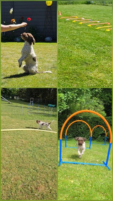 Bilder (Ausschnitte) aus verschiedenen Trainingssituationen, Hundetraining