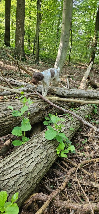 Bilder (Ausschnitte) aus verschiedenen Trainingssituationen, Hundetraining