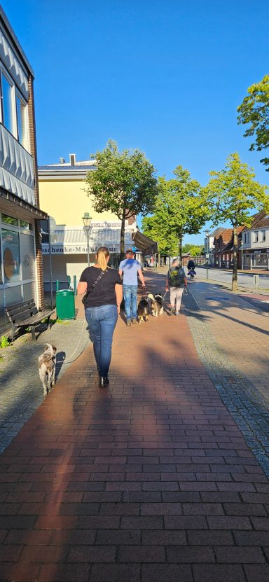 Bilder (Ausschnitte) aus verschiedenen Trainingssituationen, Hundetraining