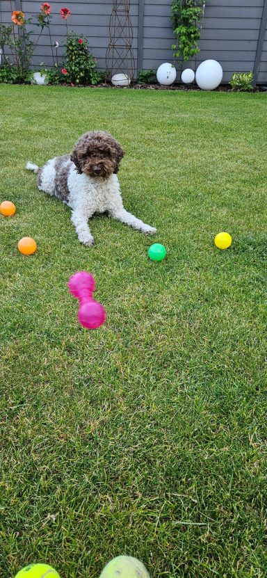 Bilder (Ausschnitte) aus verschiedenen Trainingssituationen, Hundetraining