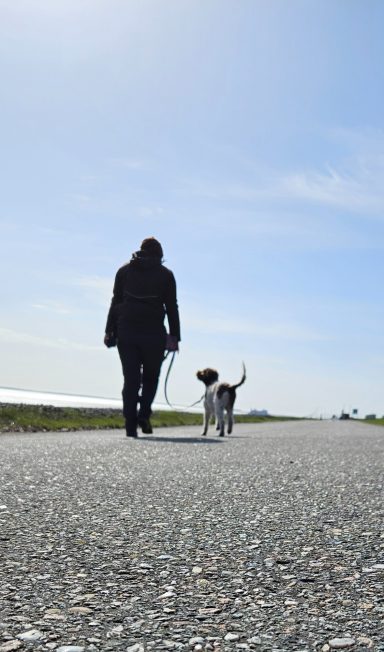 Bilder (Ausschnitte) aus verschiedenen Trainingssituationen, Hundetraining