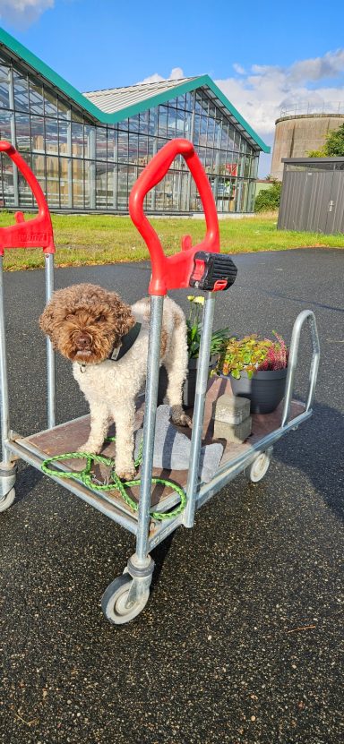 Bilder (Ausschnitte) aus verschiedenen Trainingssituationen, Hundetraining