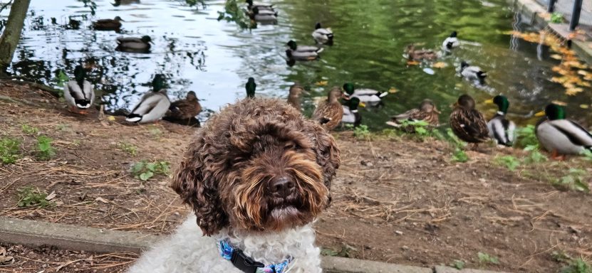 Bilder (Ausschnitte) aus verschiedenen Trainingssituationen, Hundetraining